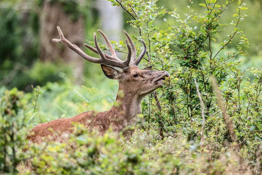 entre chiens et loups cerf elaphe revue salamandre 289