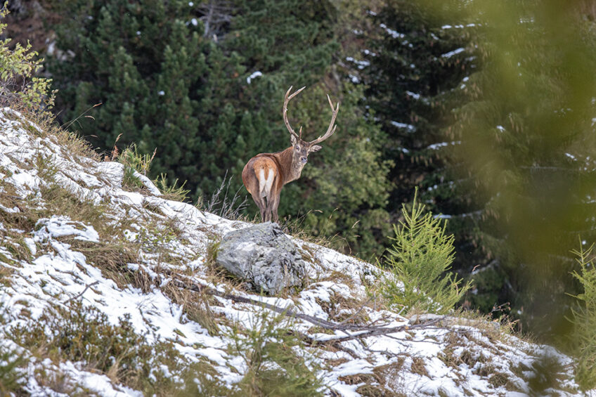entre chiens et loups cerf revue salamandre 289