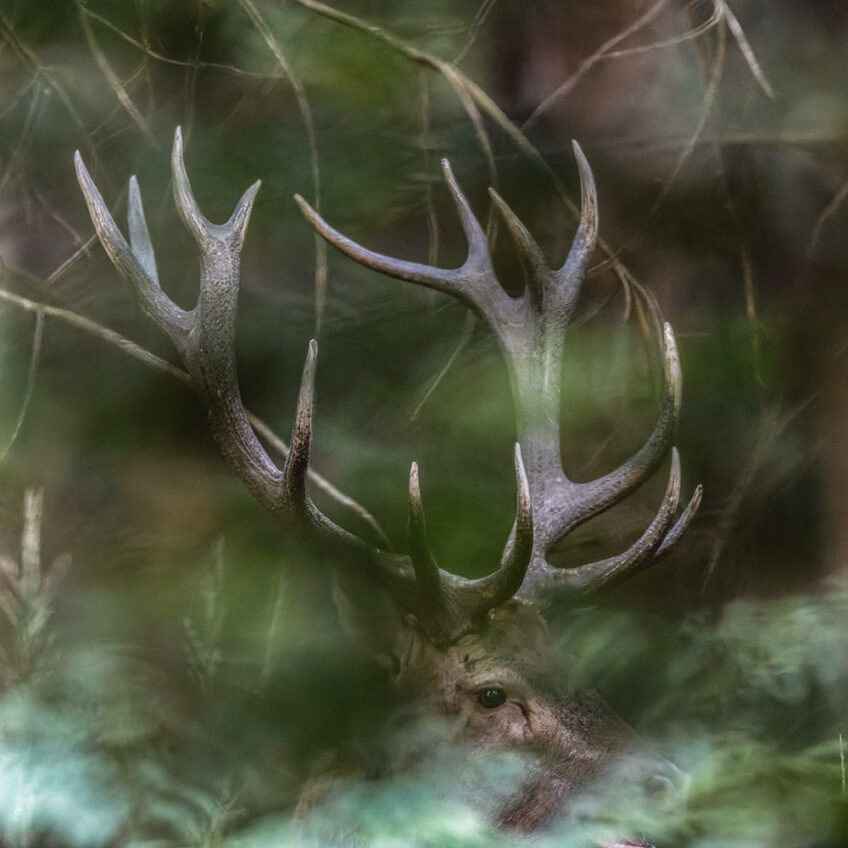 entre chiens et loups dossier cerf revue salamandre 289