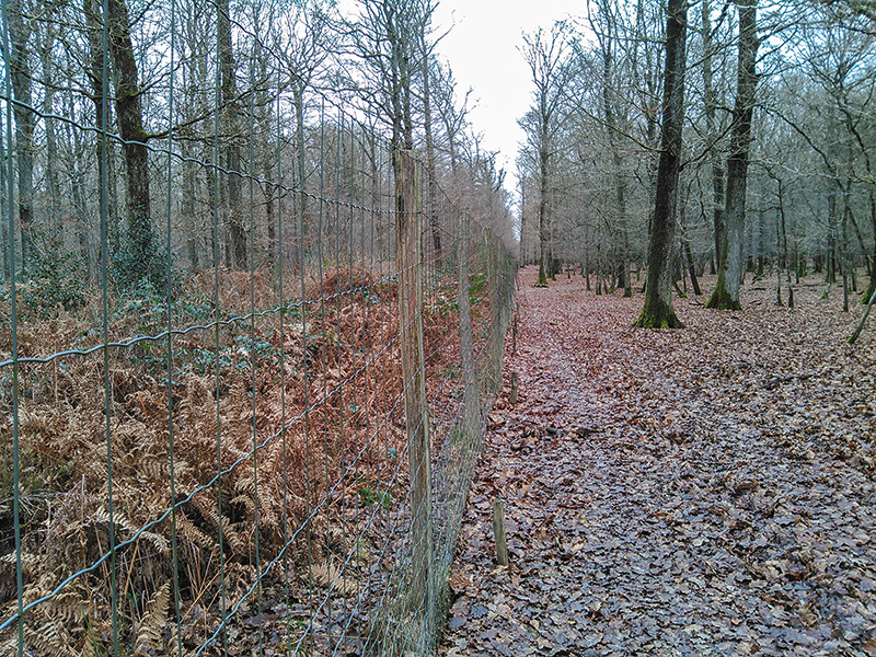 Pour protéger les plantations de l’écorçage et l’abroutissage, les forestiers utilisent des protections individuelles en plastique et des grillages en métal.