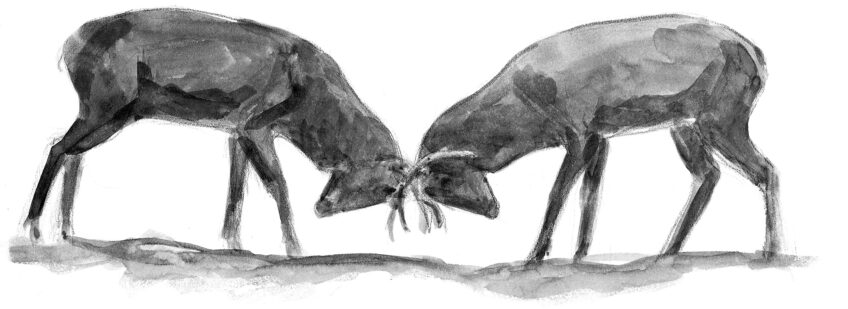 header Une nuit avec les cerfs - Revue Salamandre 289 JChevallier4 combat jeu_NB