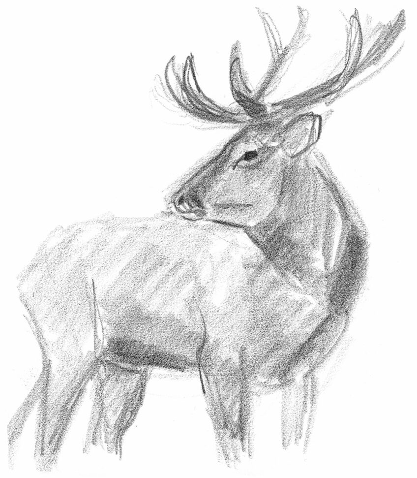 Une nuit avec les cerfs - Revue Salamandre 289Jchevallier6