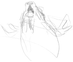 Une nuit avec les cerfs - Revue Salamandre 289Jchevallier