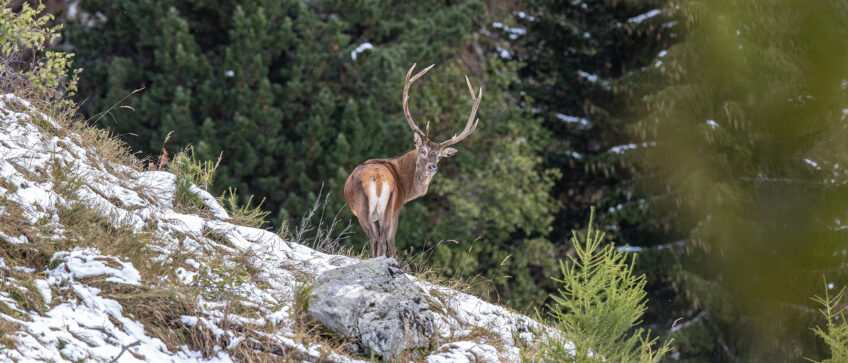 entre chiens et loups cerf revue salamandre 289