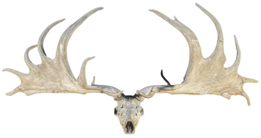 megaceroce heritage cerf revue salamandre 289