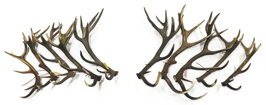 À l’état sauvage, la longévité naturelle du cerf dépend grandement de ce qu’il mange, car cela influe sur l’usure de ses dents. En Wallonie, l’espérance de vie atteint péniblement 17 ans pour les mâles et 25 ans pour les femelles. Un cerf est considéré pleinement adulte vers l’âge de 8 ans, lorsque son squelette interne est abouti et qu’il possède une qualité de sperme fécond optimale. Cette force de l’âge dure plus ou moins jusqu’à ses 12 ans. Au niveau de la ramure, le développement en masse et longueur se poursuit globalement, sauf soucis de santé, jusqu’à l’âge d’environ 13 ans. S’ensuit généralement une stagnation, ou une régression légère, avant une chute parfois brutale au-delà de 15 ans. Ce phénomène, appelé ravalement, correspond à une période où l’animal va consacrer son énergie à une série de réparations liées au vieillissement du corps, plutôt que dans la repousse des bois qui deviennent accessoires face aux enjeux désormais vitaux liés à la sénilité.