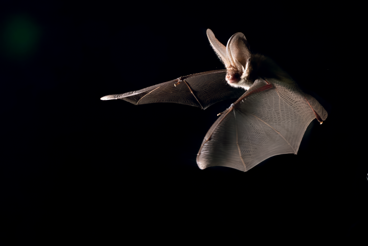 Oreillard roux, une chauvesouris à l'ouïe exceptionnelle animal — free download