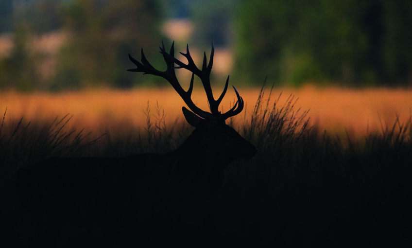 Cerf, cors et brame - revue Salamandre 289