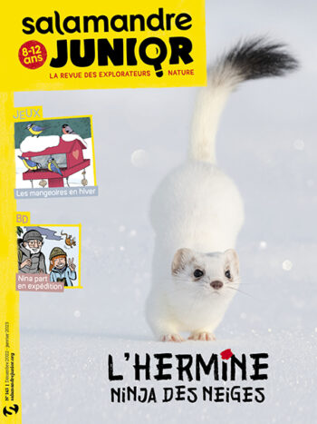 Couverture de La Salamandre Junior n°145