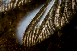 Retour à l’eau
À l’issue de la saison de vol, l’æschne gît dans la mare qui l’a vue naître.
 / © Simon Bugnon