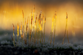 Premières gelées
Mousses sur un muret au lever de soleil.
 / © Simon Bugnon