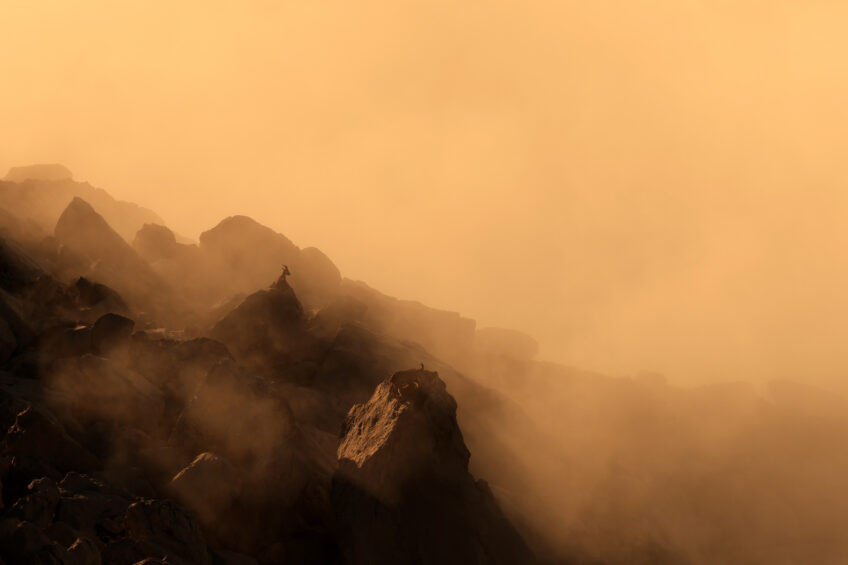 Un bouquetin au-dessus d'une mer de nuage, une image de Lubin