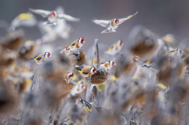 Cat. général - 2 Mateusz Piesiak • Chardonneret élégant / &copy; Mateusz Piesiak