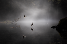 Cat. général - 3 Antoine Lavorel • Bergeronnette des ruisseaux / &copy; Antoine Lavorel 