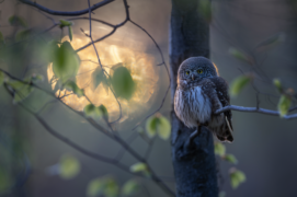 Cat. émotion - 2 Krzysztof Baranowski • Chevêchette d’Europe / &copy; Krzysztof Baranowski 