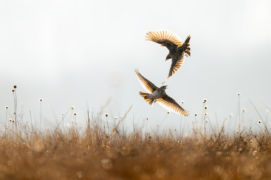 Cat. Action - 2 Michał Michalski • Alouette des champs / &copy; Michał Michalski 