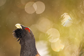 Cat. jeunesse - 2 Marc Siegle • Grand tétras / &copy; Marc Siegle 