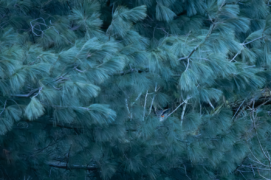 Cat. jeunesse - 3 Julius Kortlepel • Grand-duc d’Europe / &copy; Julius Kortlepel 