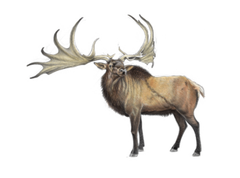 Le mégacéros de Marcello Pettineo, inspiré en partie par diverses œuvresvd'art pariétal.