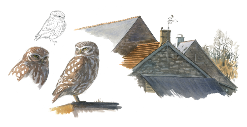 La chevêche d'Athéna, dessinée par Sylvain Leparoux.