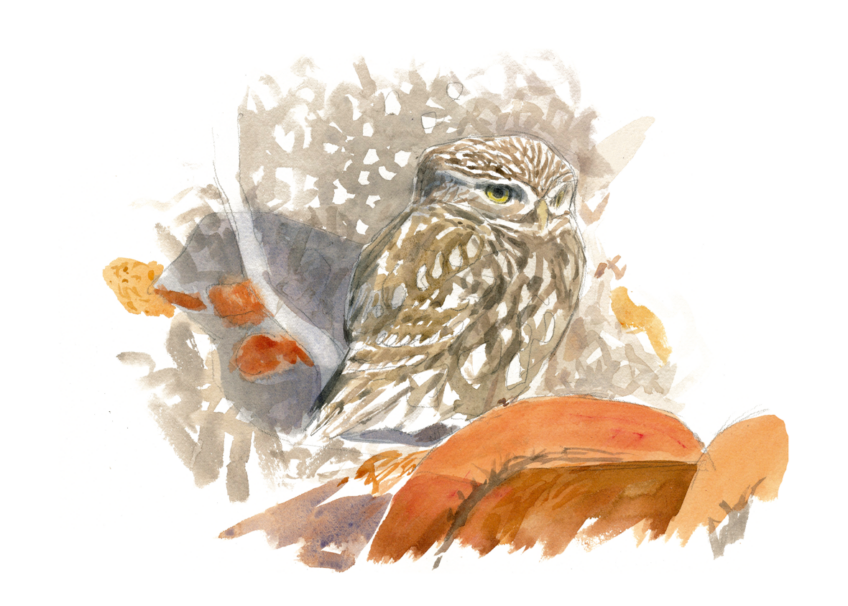 La chevêche d'Athéna, dessinée par Sylvain Leparoux