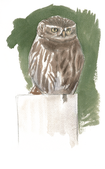 La chevêche d'Athéna, dessinée par Sylvain Leparoux.