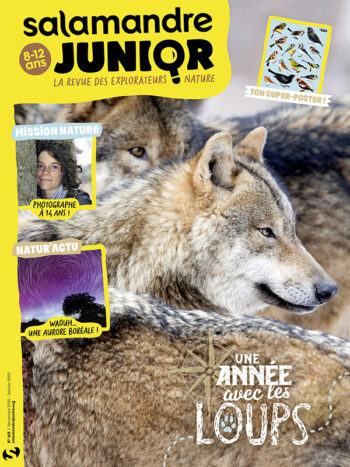 Salamandre Junior 163 - Une année avec les loups