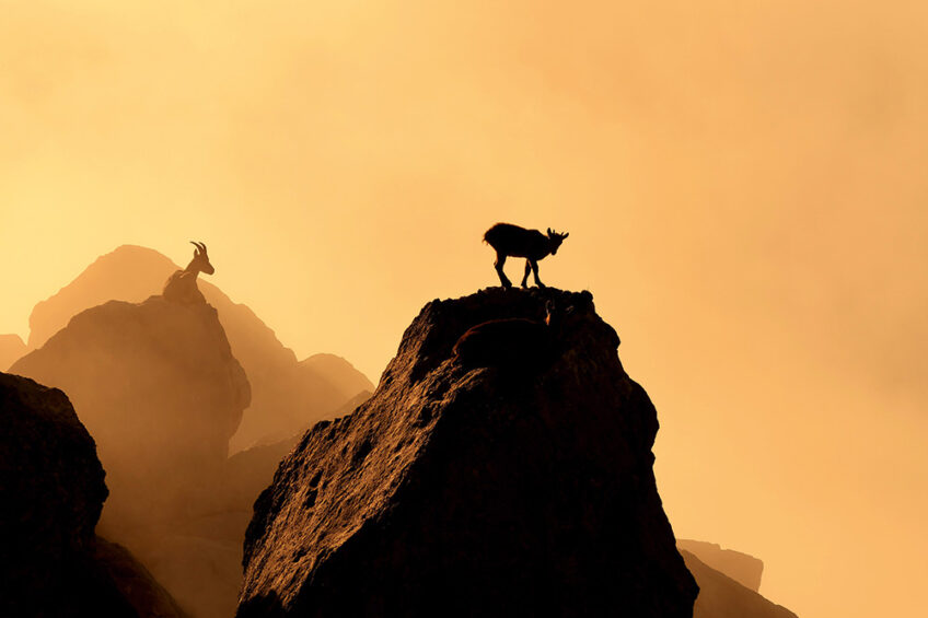 chamois Lubin Godin photographe animalier mission nature photos animaux