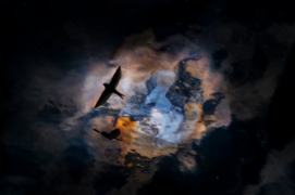 Cat. Action - 3 Luca Lorenz • Hirondelle de fenêtre

 / &copy; Lorenz Luca