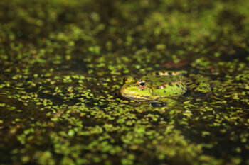 La grenouille verte Pelophylax ridibundus est très appréciée en France.