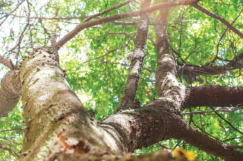Le pernambouc est l'emblème du Brésil.