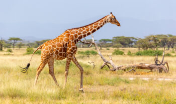 80% des girafes vivent actuellement en Afrique australe.