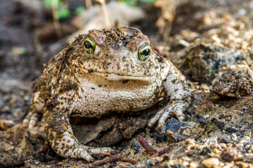 Le crapaud calamite.
