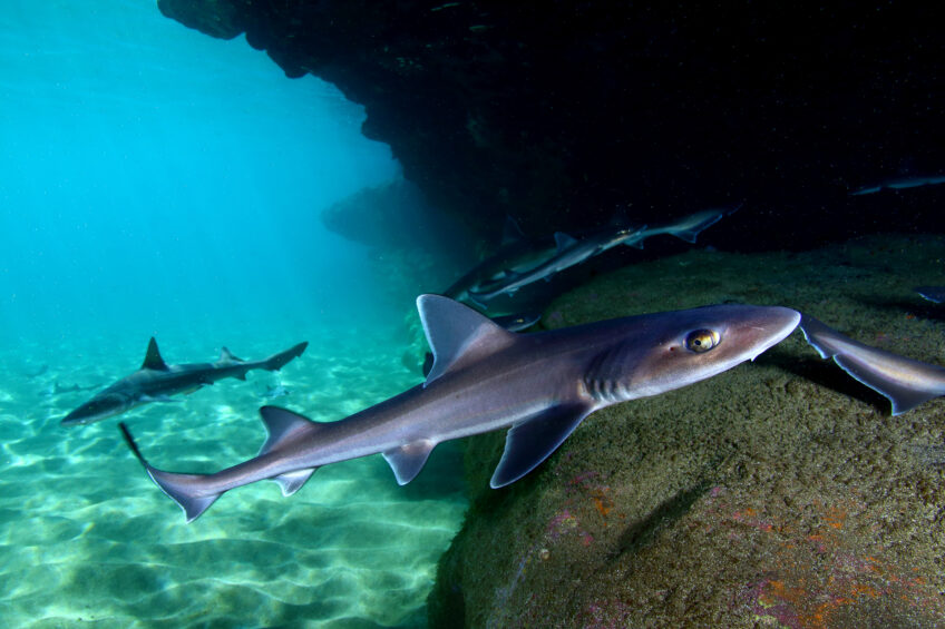 Avec les raies, les requins sortent grands gagnants de la CoP20 CITES.
