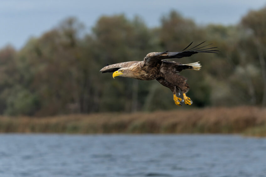 Pygargue à queue blanche