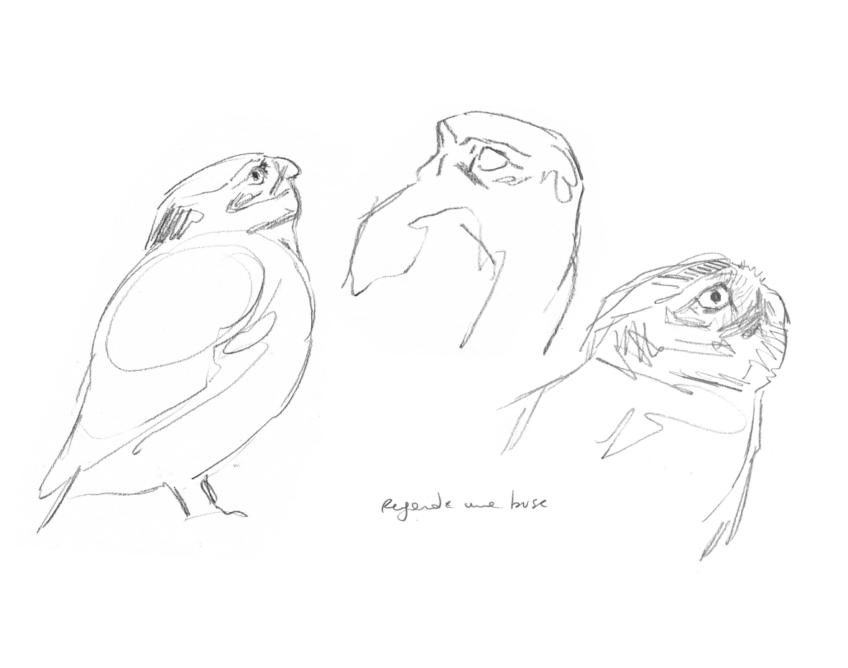 La chevêche d'Athéna, dessinée par Sylvain Leparoux.