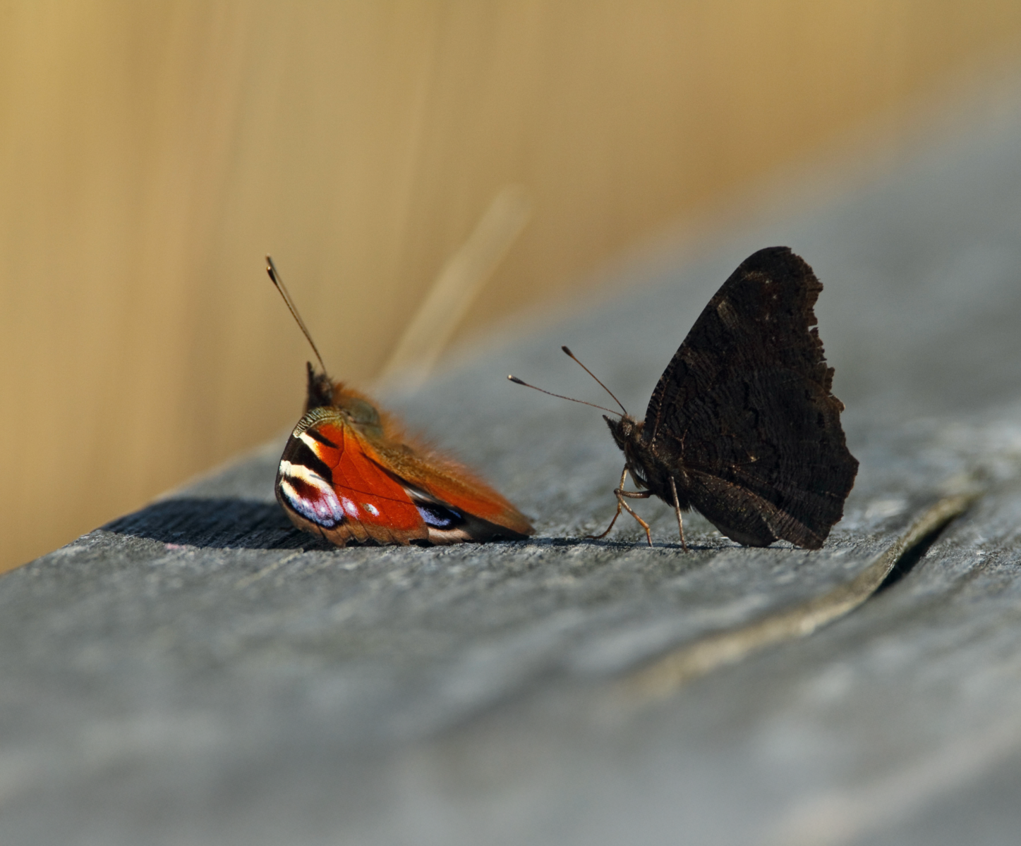 Comment observer le papillon paondujour ? La Salamandre — free download