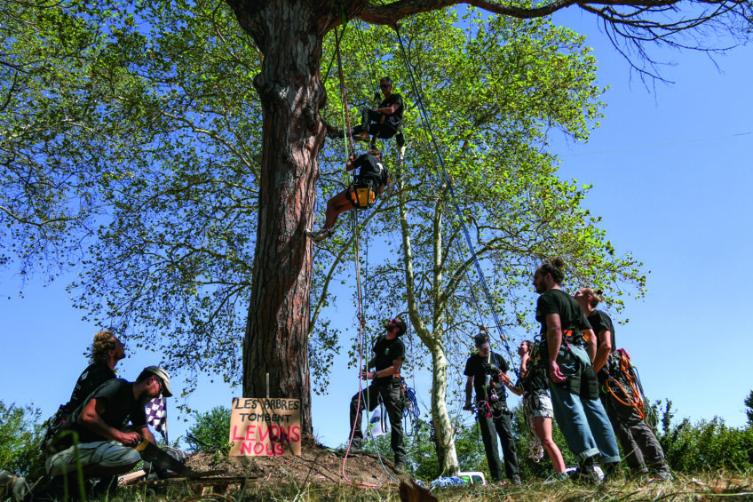 Des écureuils dans un arbre situé sur le tracé de l'A69.