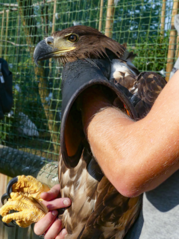 Jeune femelle pygargue aux Aigles du Léman.