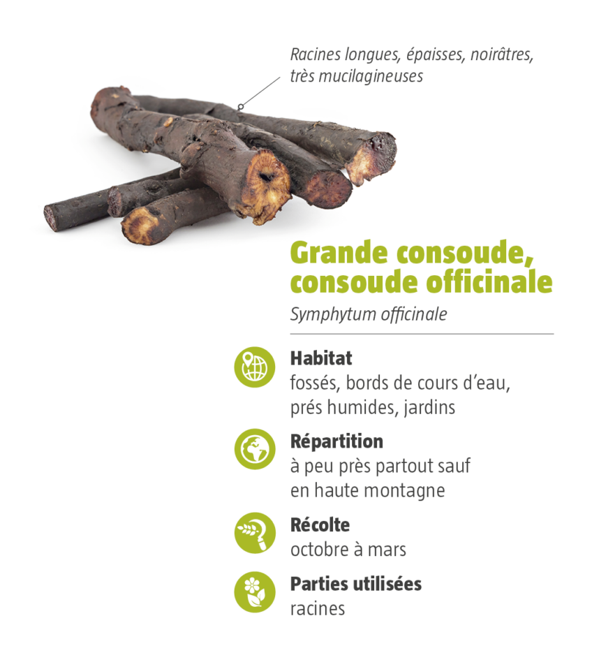 La consoude, carte d'identité.