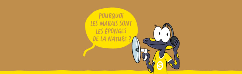 Pourquoi les marais sont les éponges de la nature ?