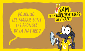 Podcast salamandre junior 4 pourquoi les marais sont les éponges de la nature