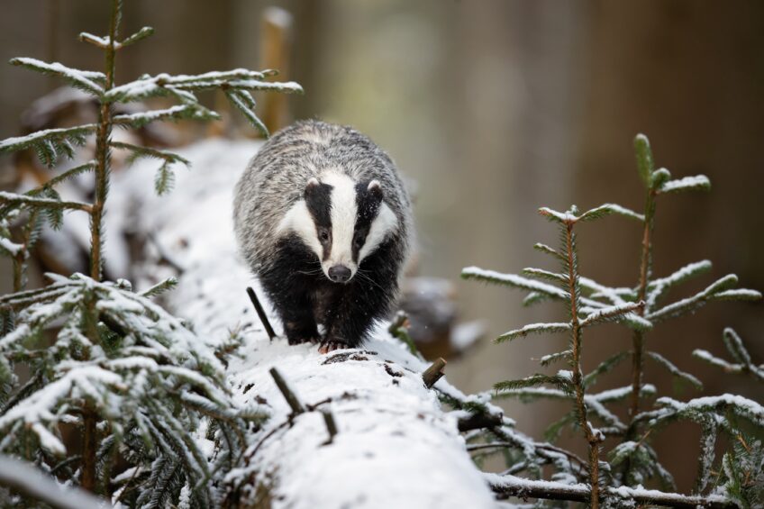 dans la nature en février, c'est la saison des ébats pour le blaireau.