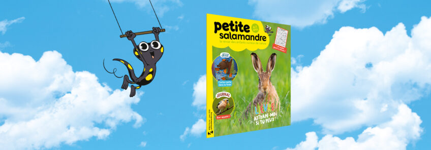 petite salamandre 64 lièvre brun