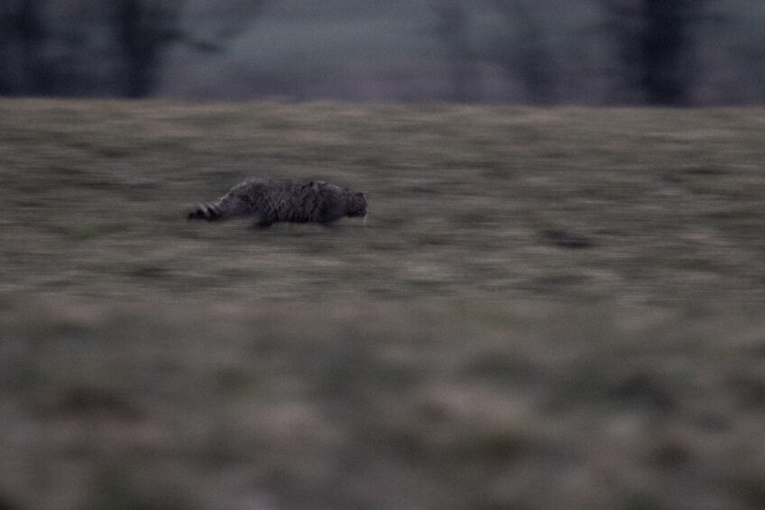 Un chat sauvage, photographié par Antoine Lavorel.