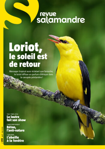 Couverture de La Salamandre n°293