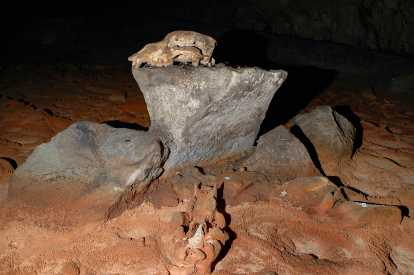 Des restes d’ours des cavernes, parmi les grands carnivores préhistoriques.