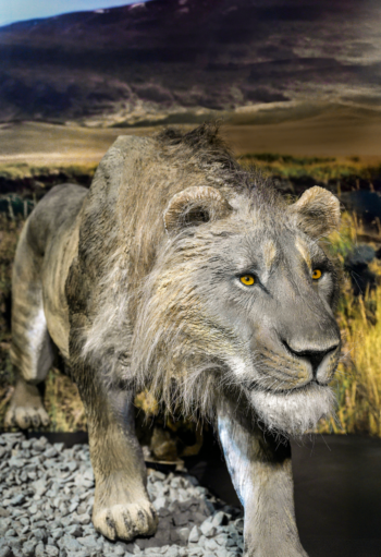 Reconstitution d’un lion des cavernes, parmi les grands carnivores préhistoriques, dans une exposition en Allemagne.