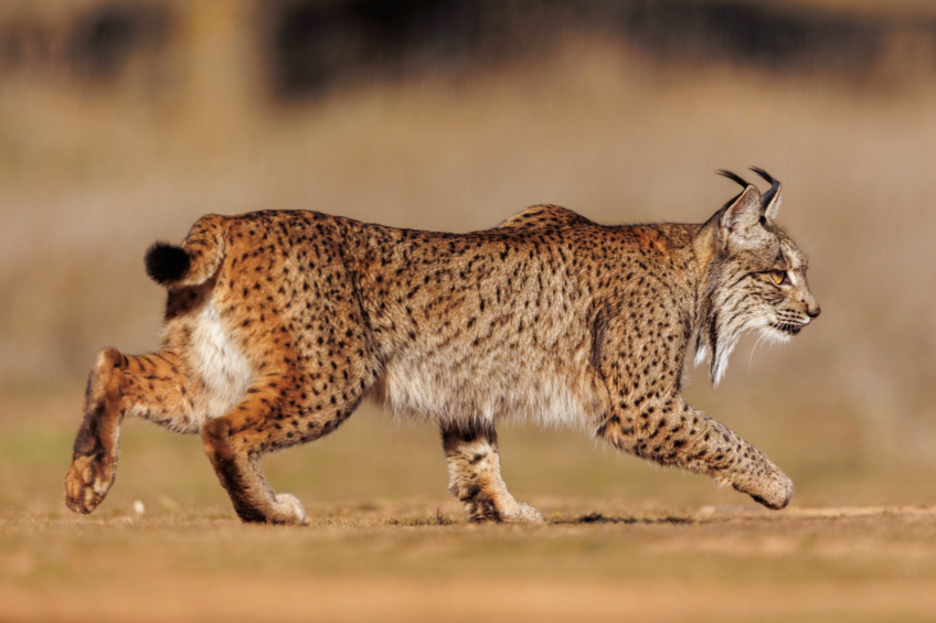 Lynx ibérique.