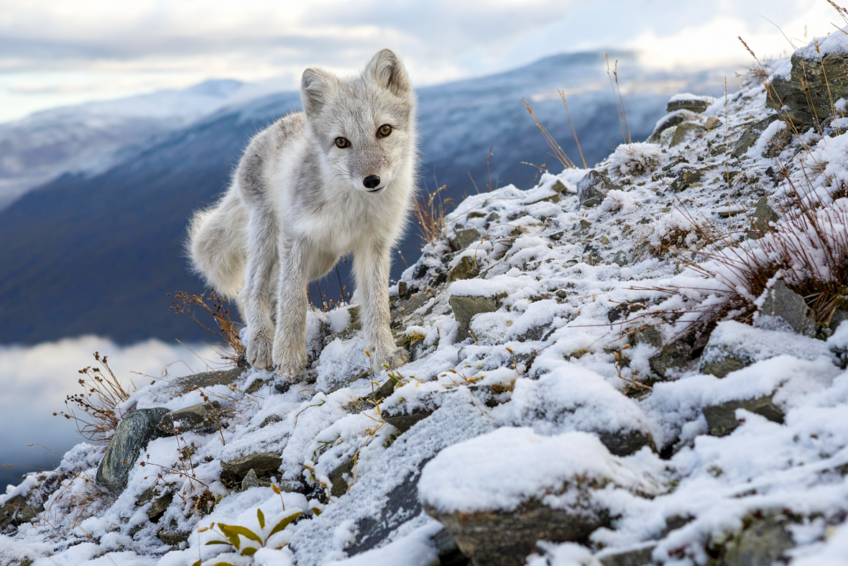 Renard polaire.